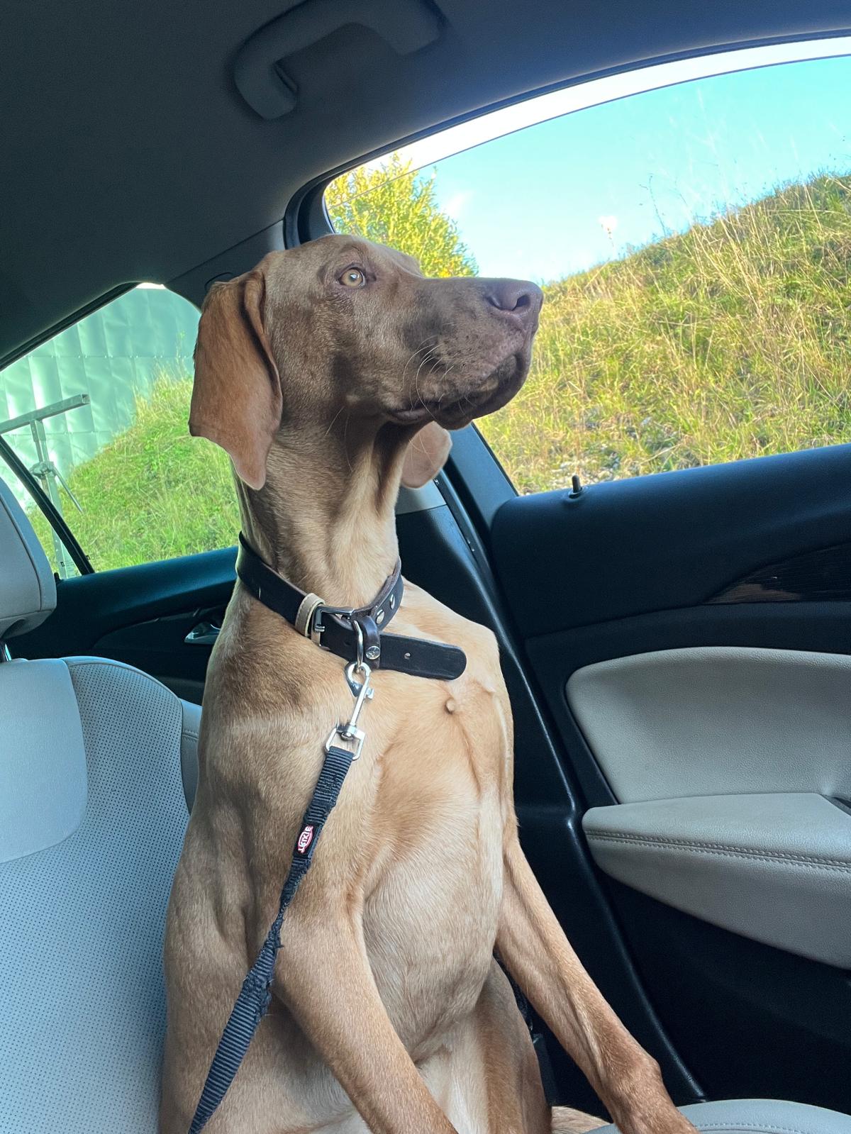 Travelling with a dog in Europe