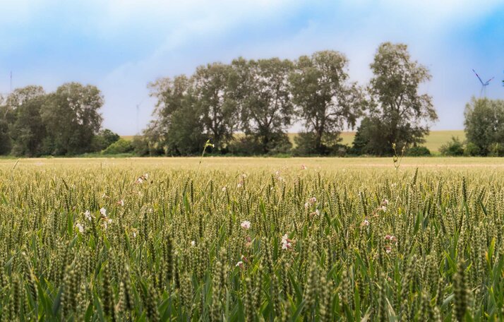 Landschaft und Spazierwege bei Rülzheim