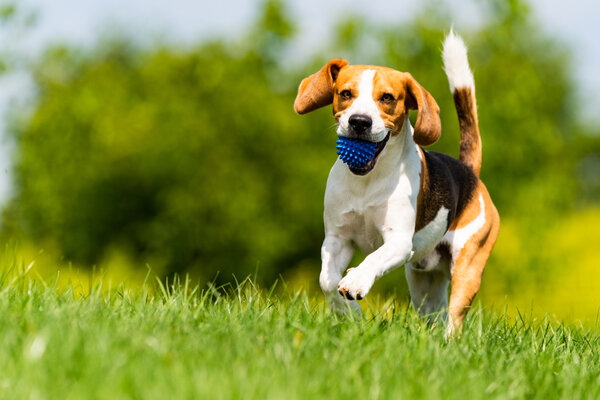 Campingurlaub mit Hund in Rülzheim