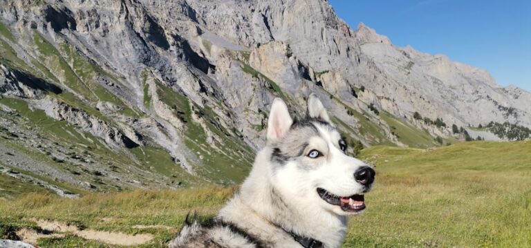 Dog standing in front of a rocky mountain landscape