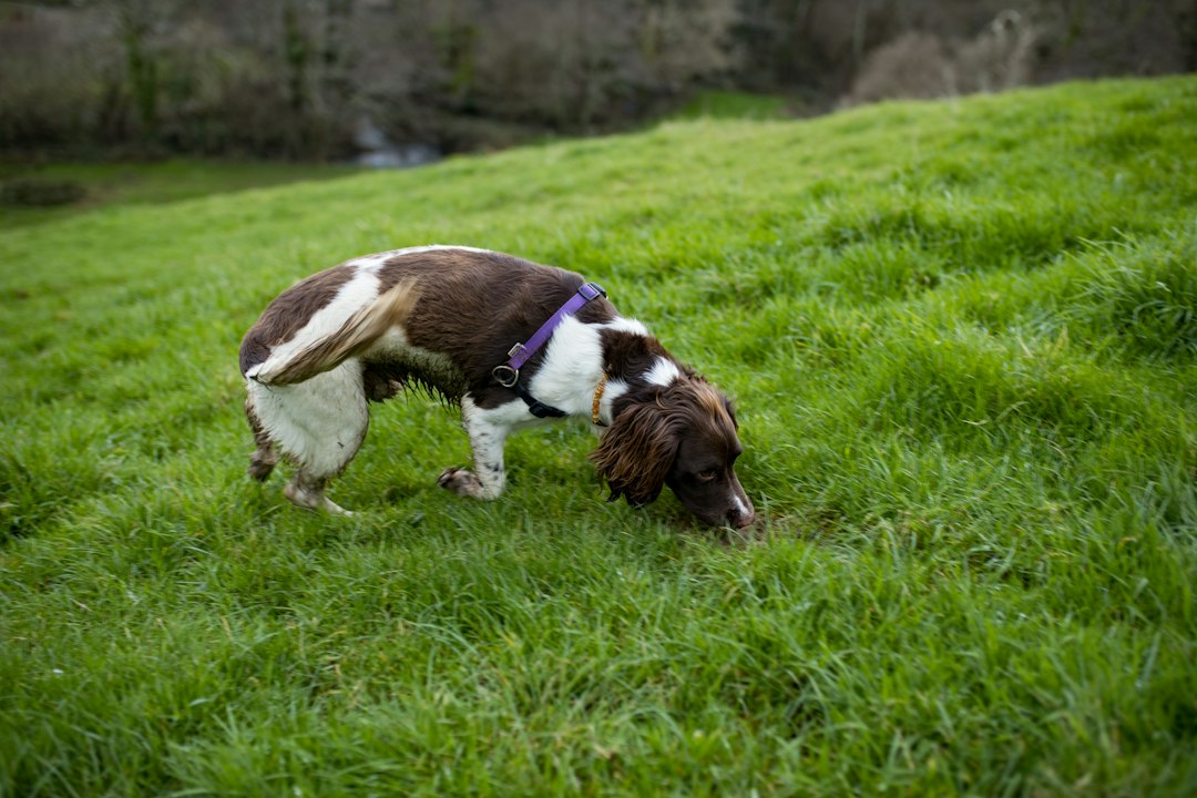 Dog sniffing the ground during a woodland walk
