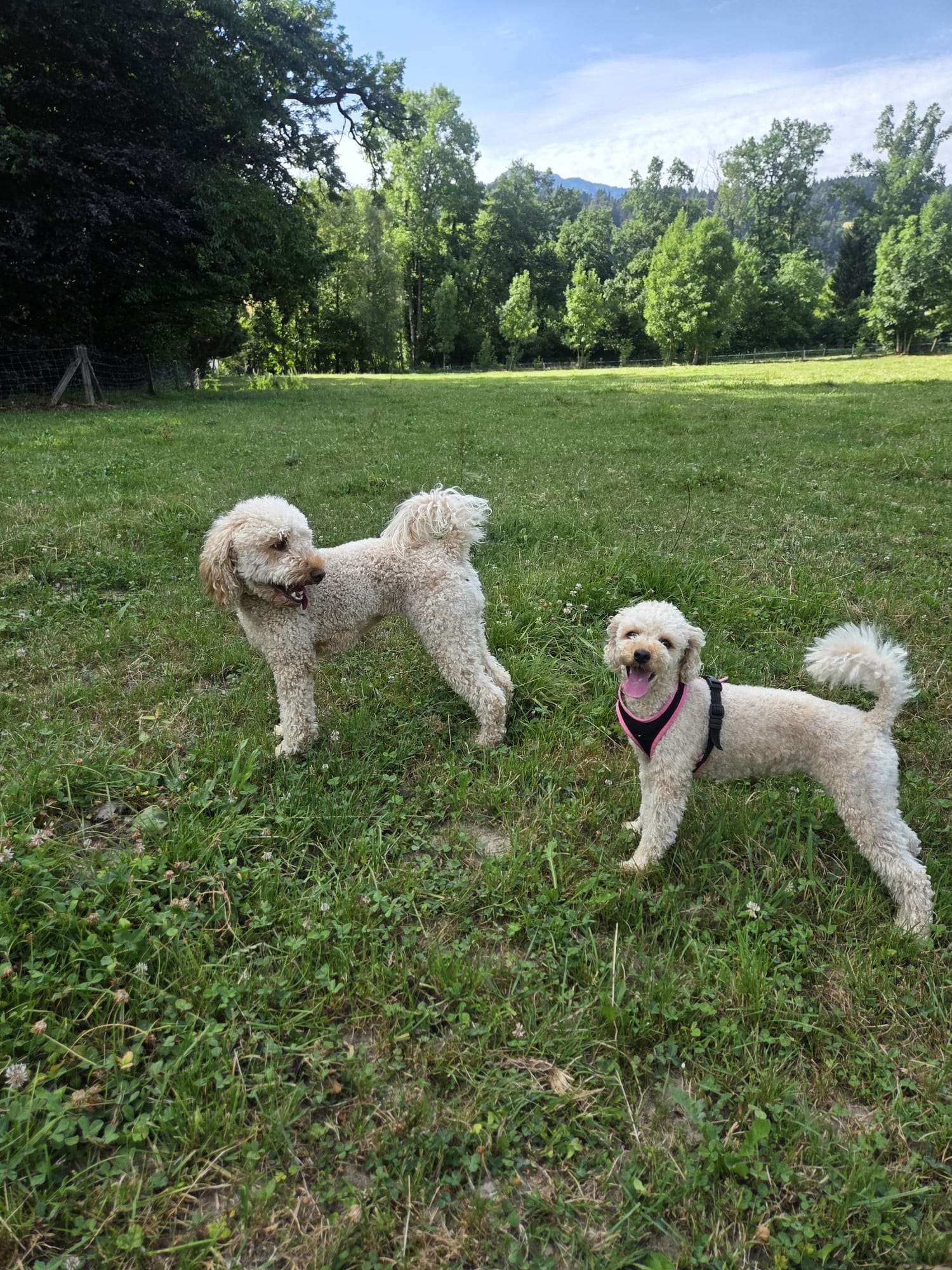 Hunde auf der Wiese