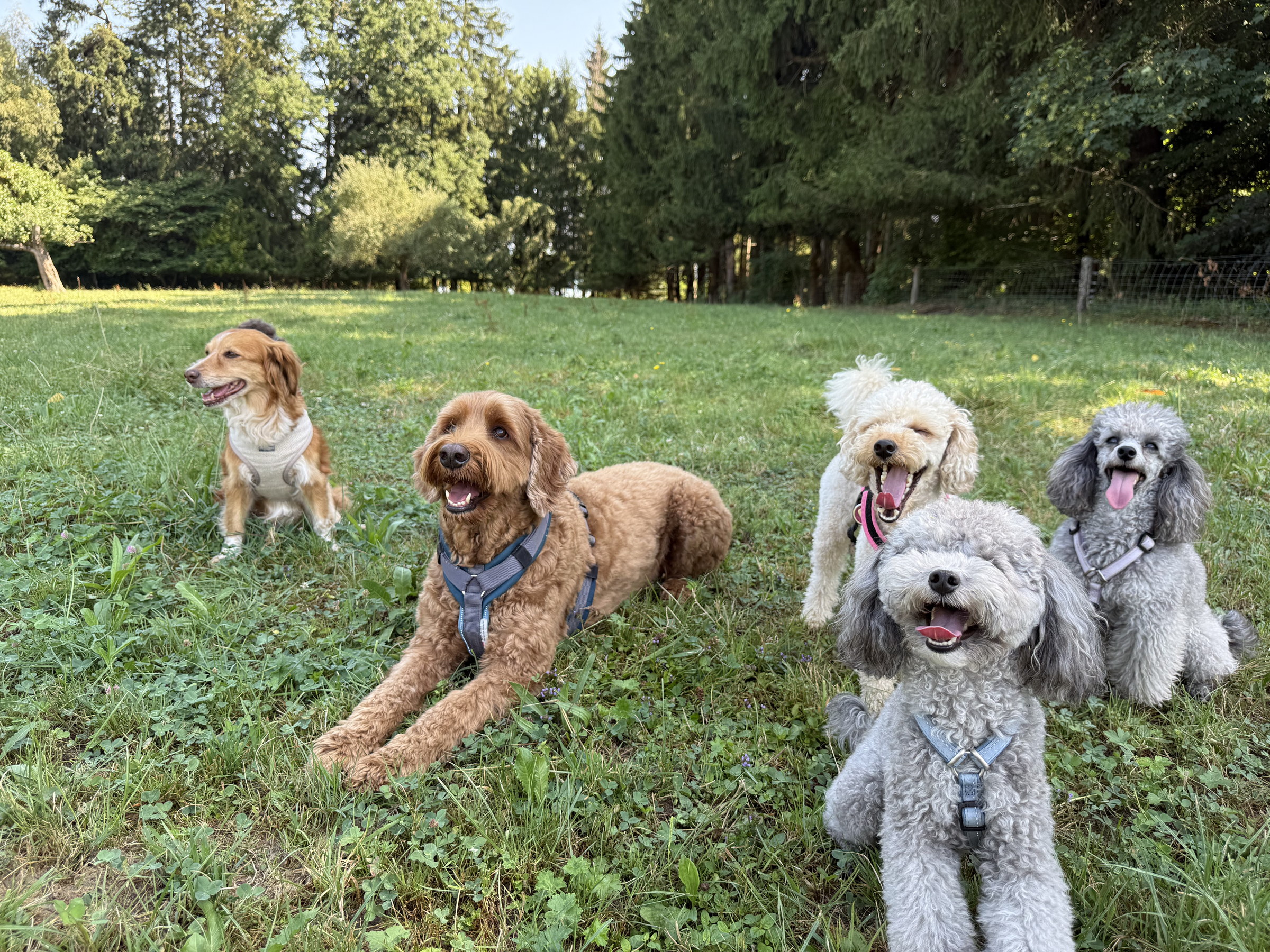 Hunde im gesicherten Freilauf bei Doggy Deluxe