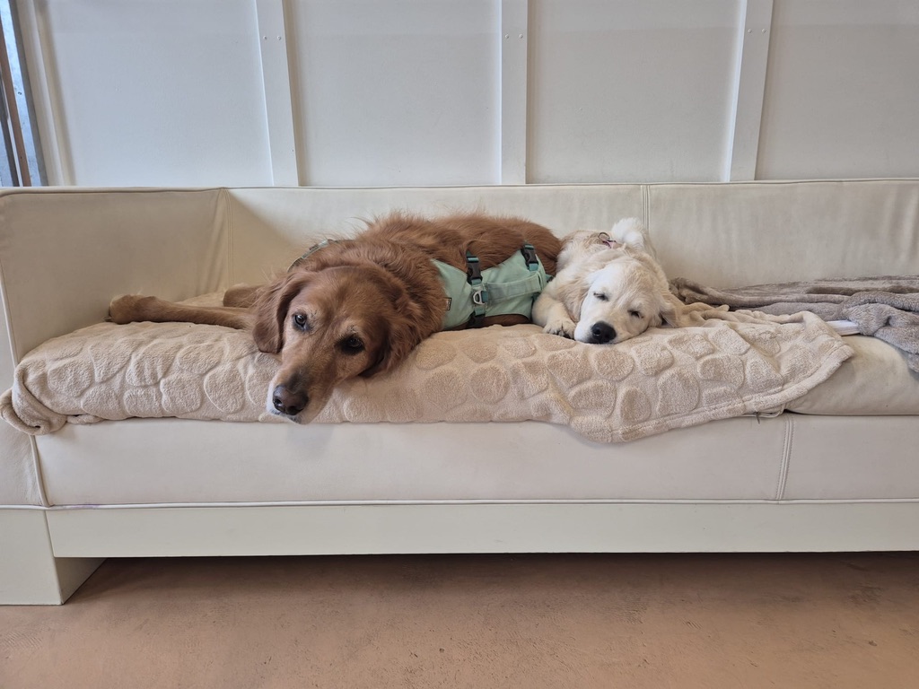 Hunde in einer Ruhepause