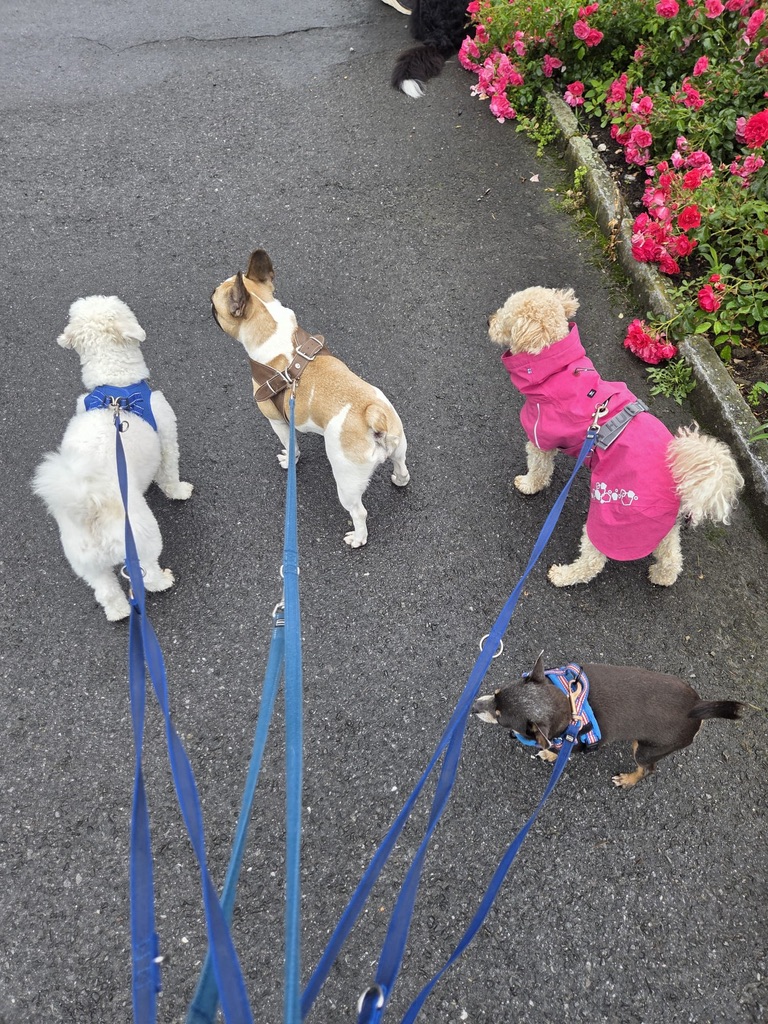 Hunde auf einem gemeinsamen Spaziergang