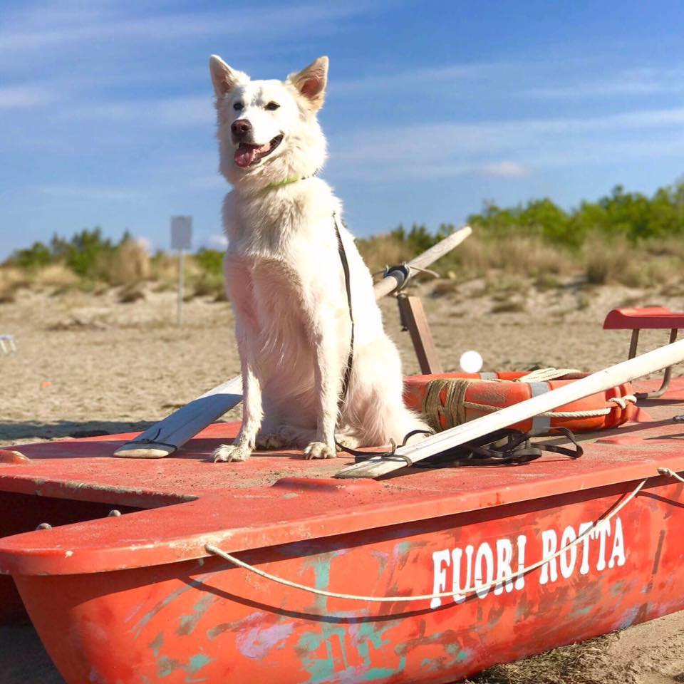 Cane al Fuorirotta Beach Club
