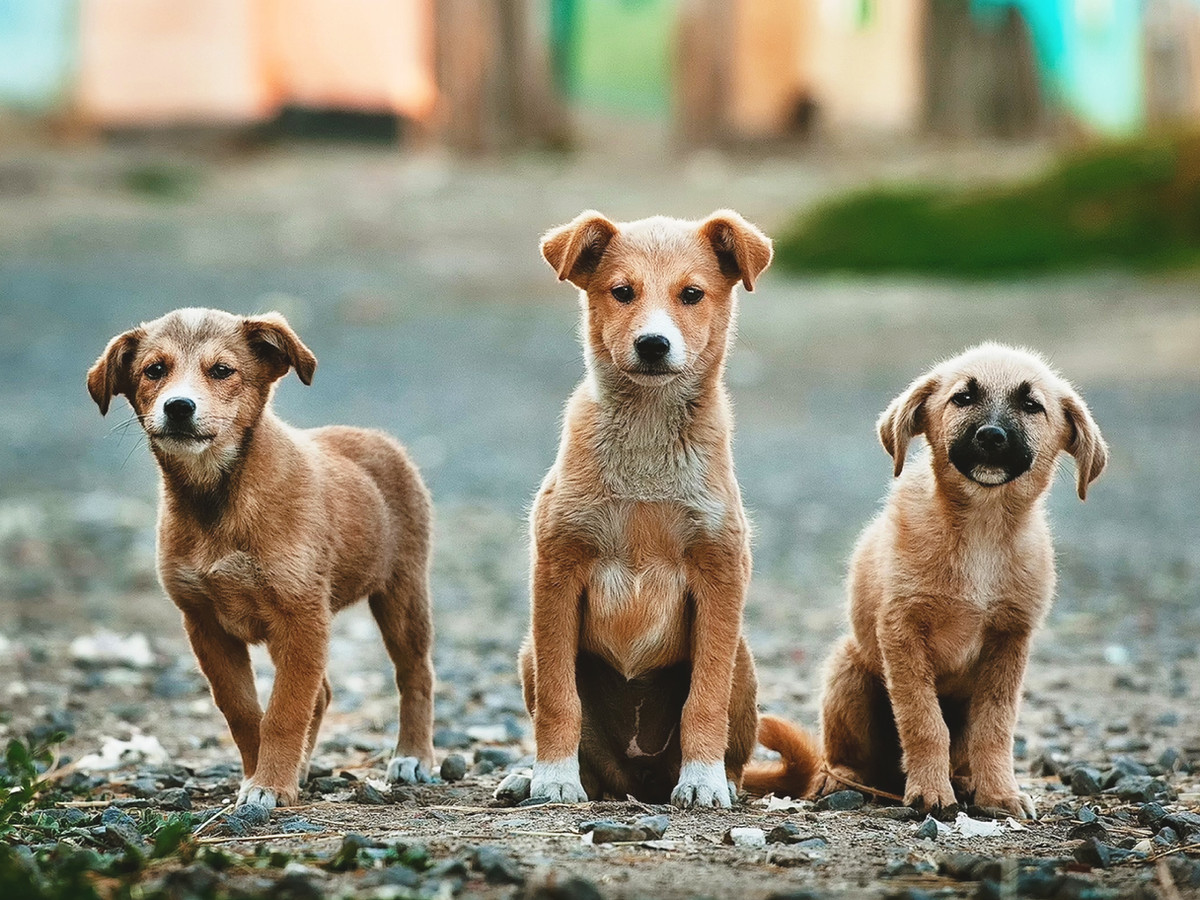 Beratung beim Hundekauf
