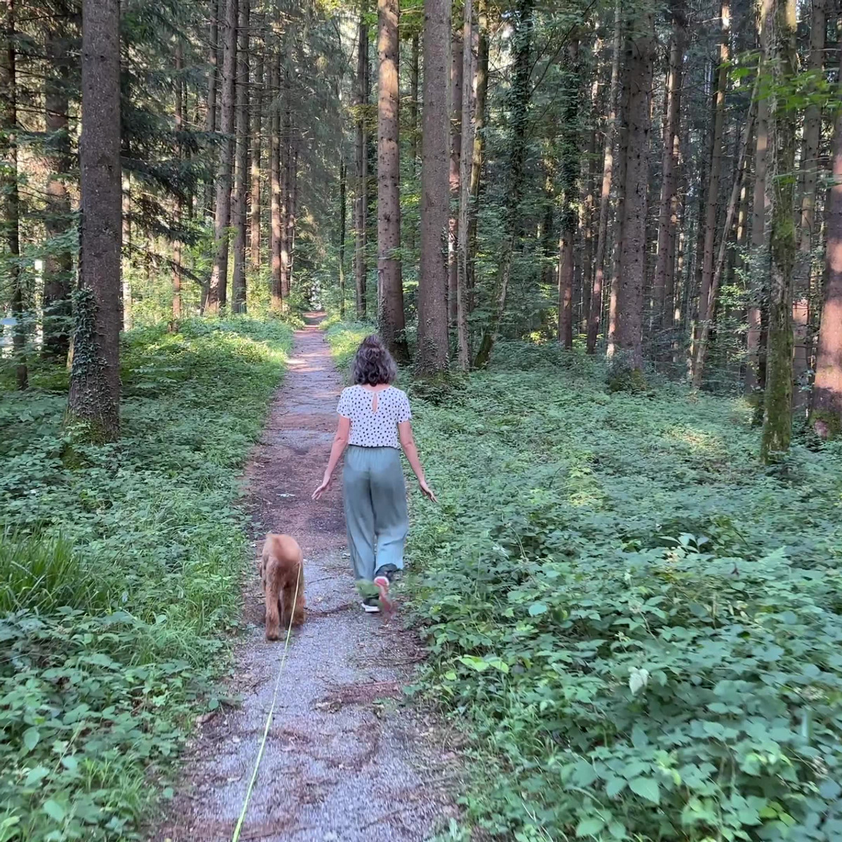Mobiles Hundetraining