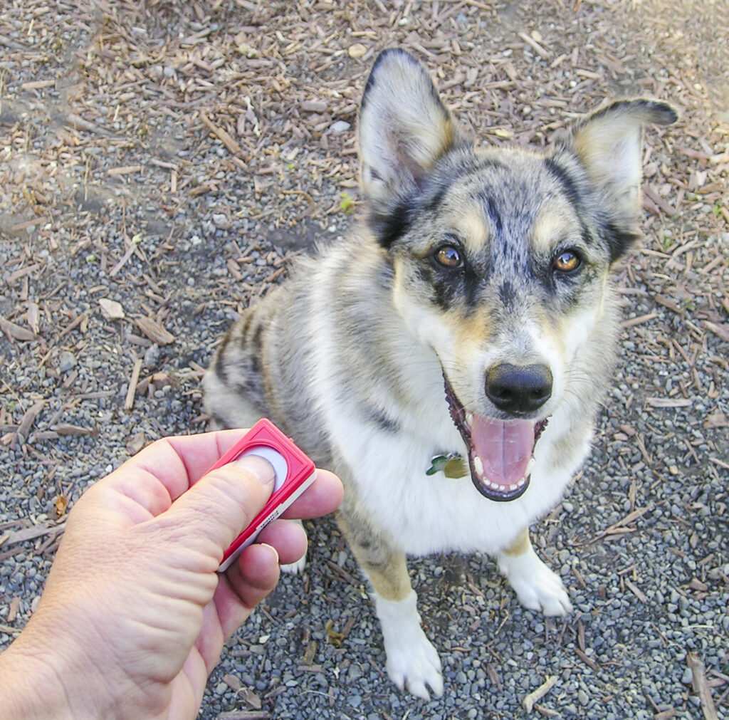 Dog during positive reinforcement clicker training