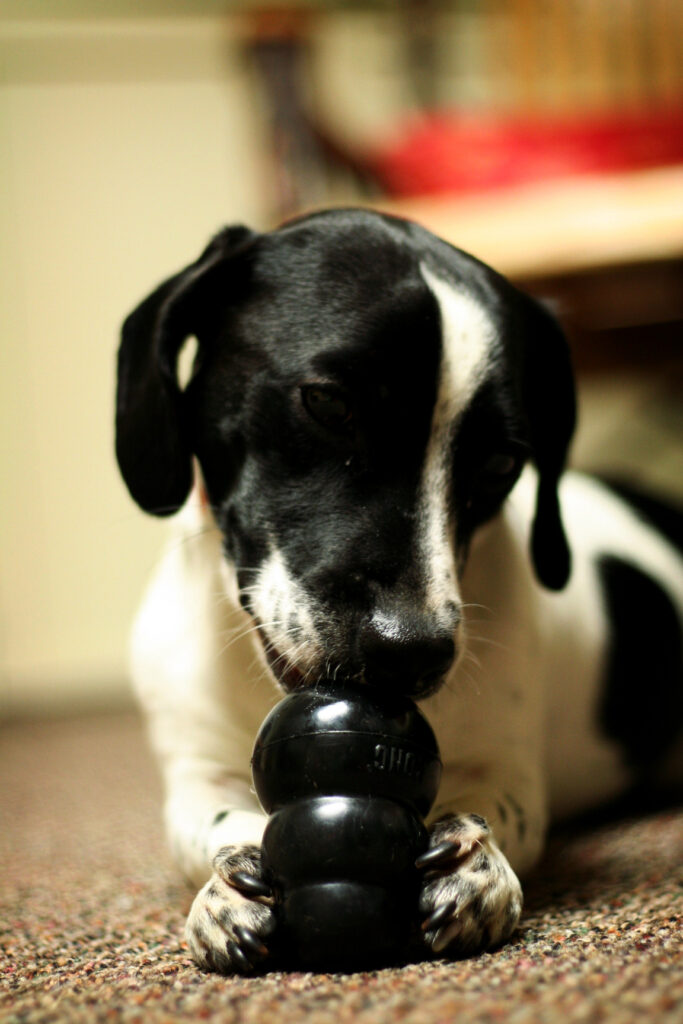 Dog playing with a black enrichment toy