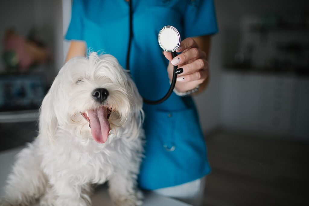 Dog with a veterinarian holding a stethoscope