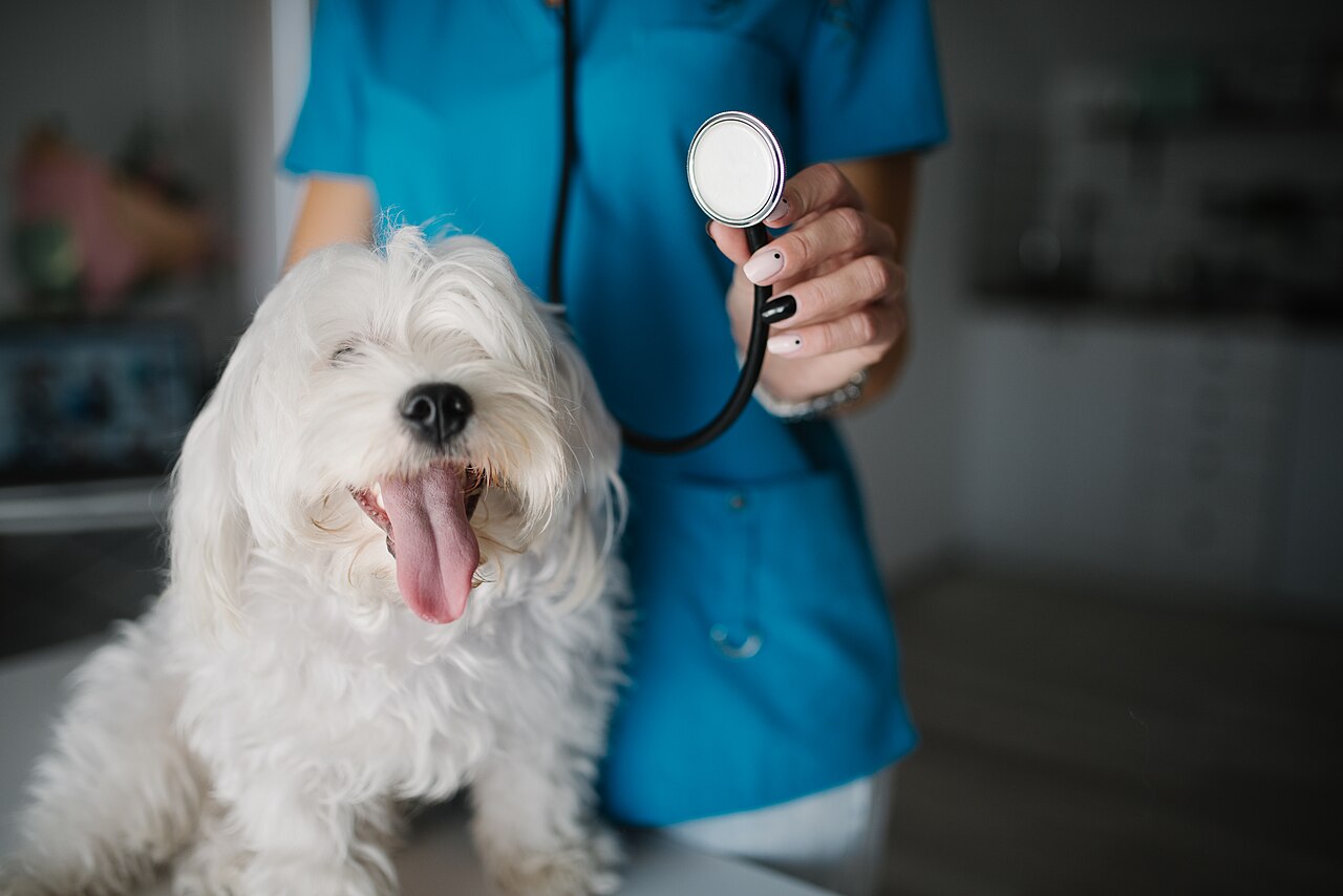 Dog with veterinarian
