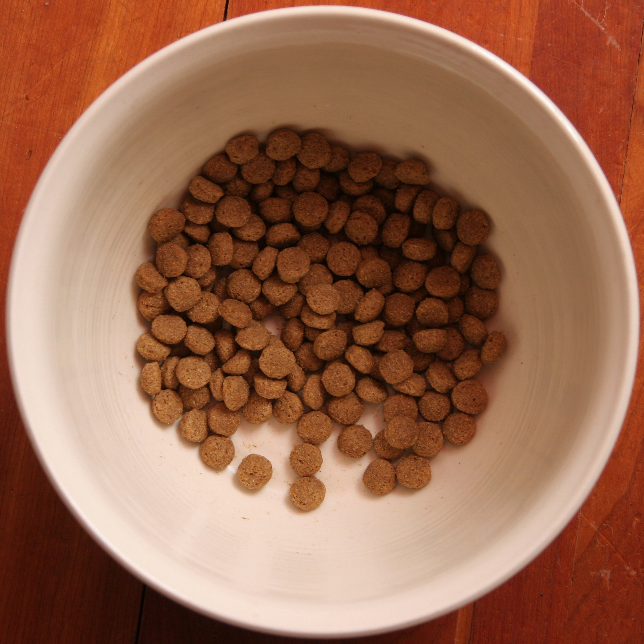 Dog food in a bowl