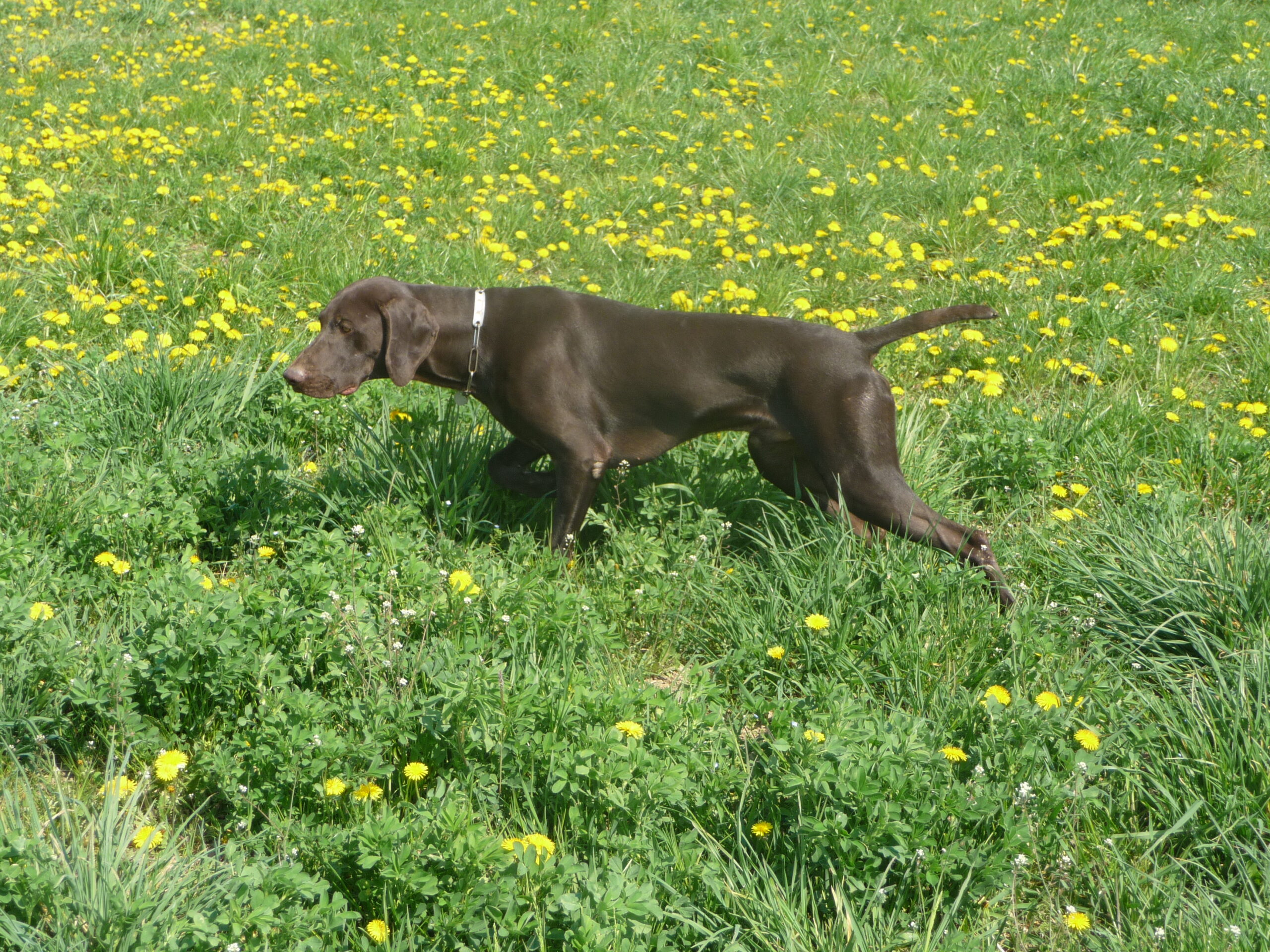 German Shorthaired Pointer standing outdoors
