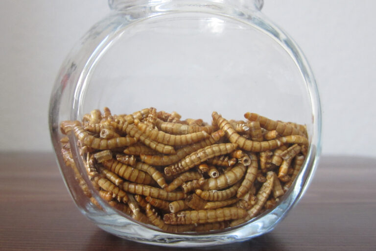 Freeze-dried mealworms used as a food ingredient