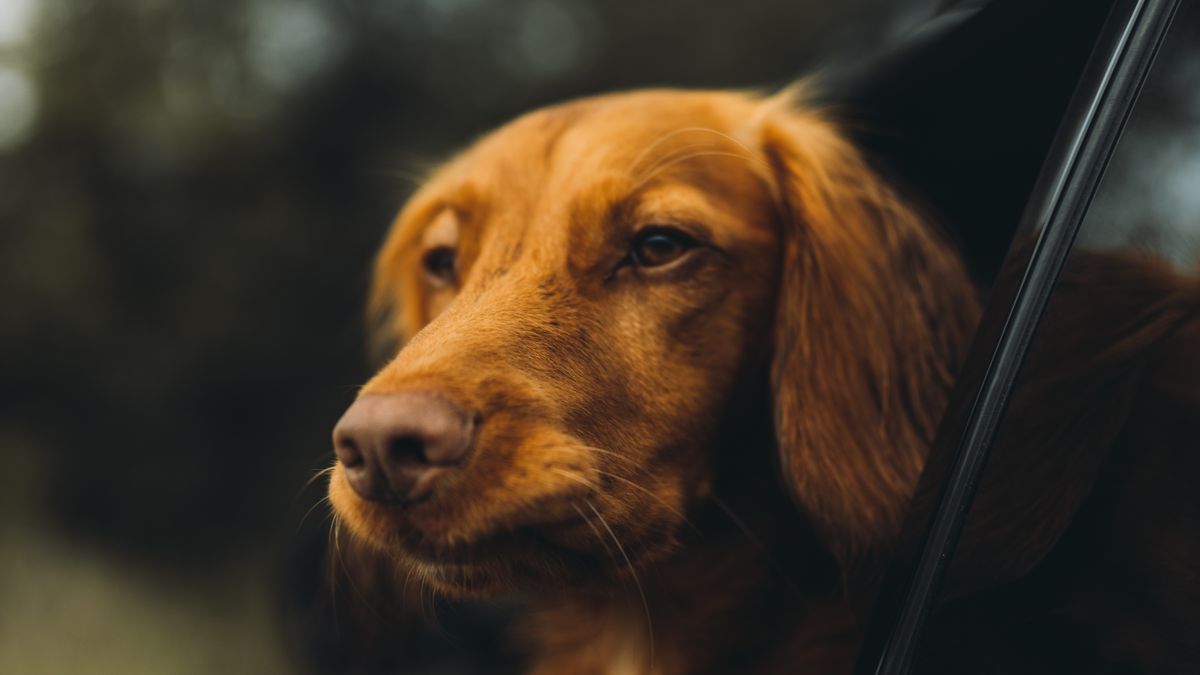 Dog looking out of a car window