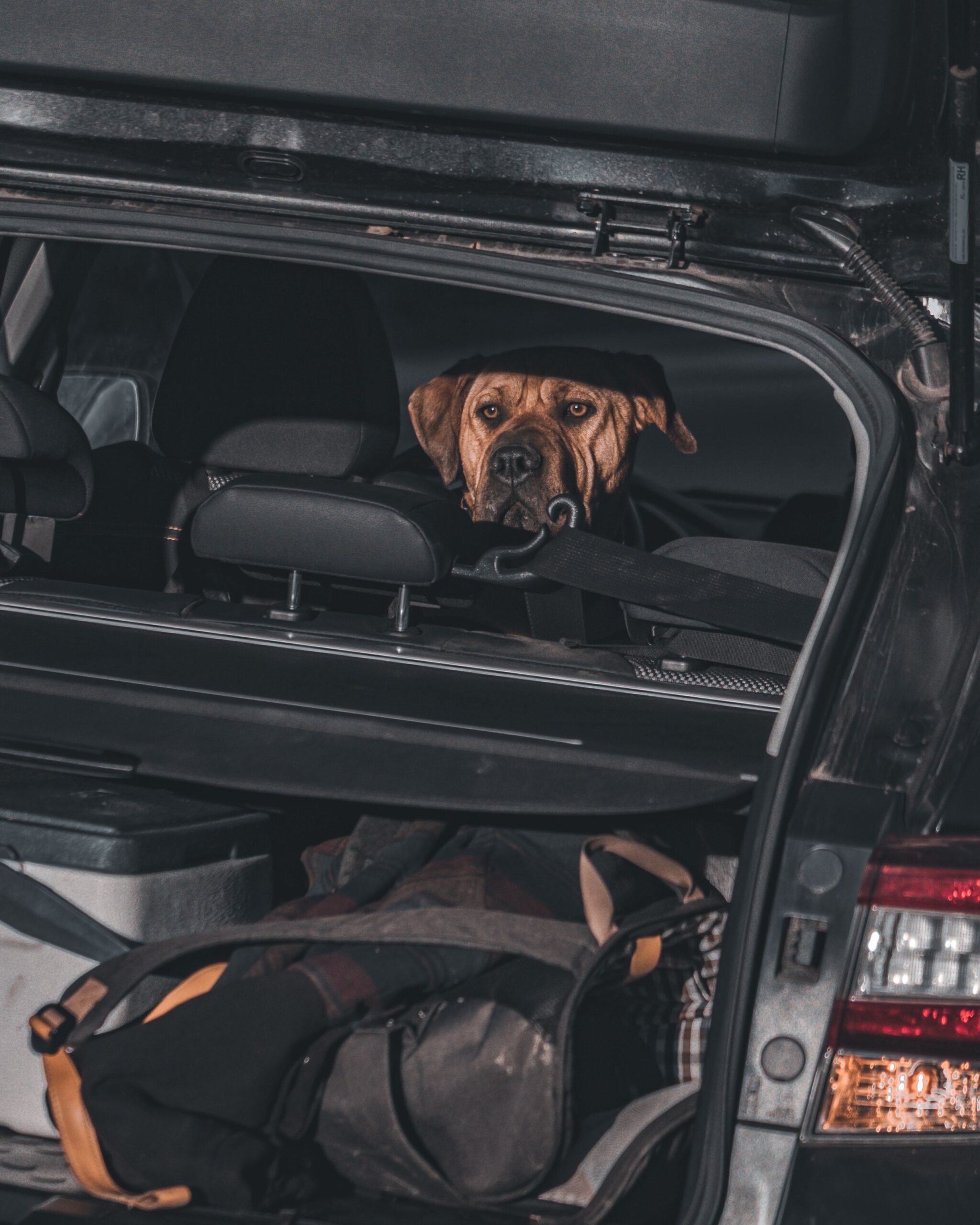 What’s in Your Dog’s Travel Bag? – dog-friendly community photo