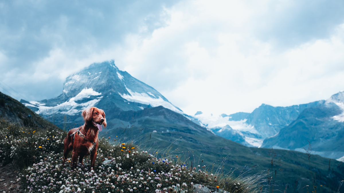 Dog standing in a mountain meadow