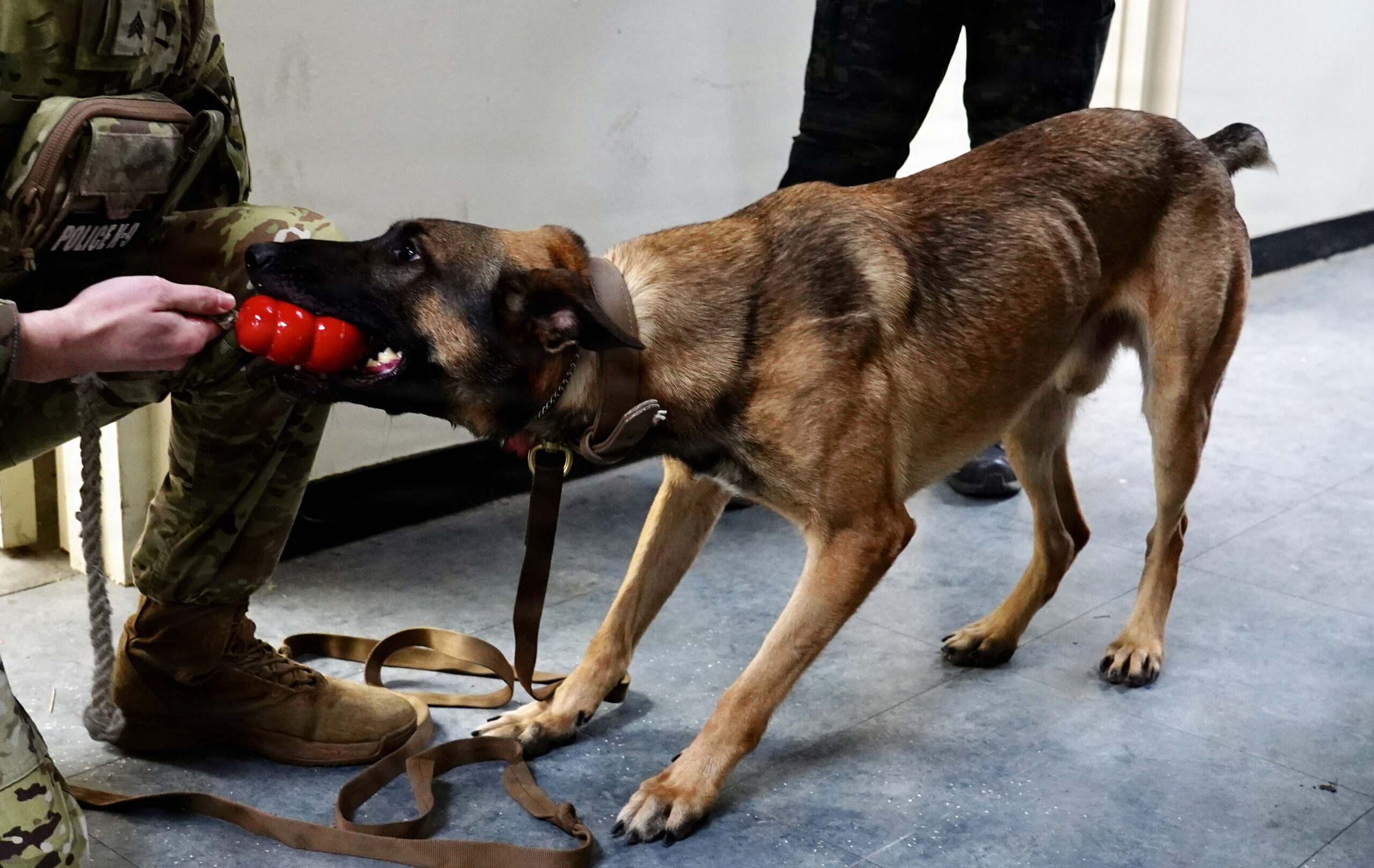 Dog receiving a reward during a training session
