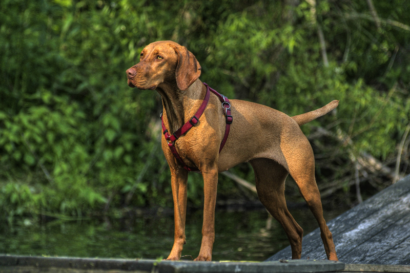 Hungarian Vizsla standing outdoors