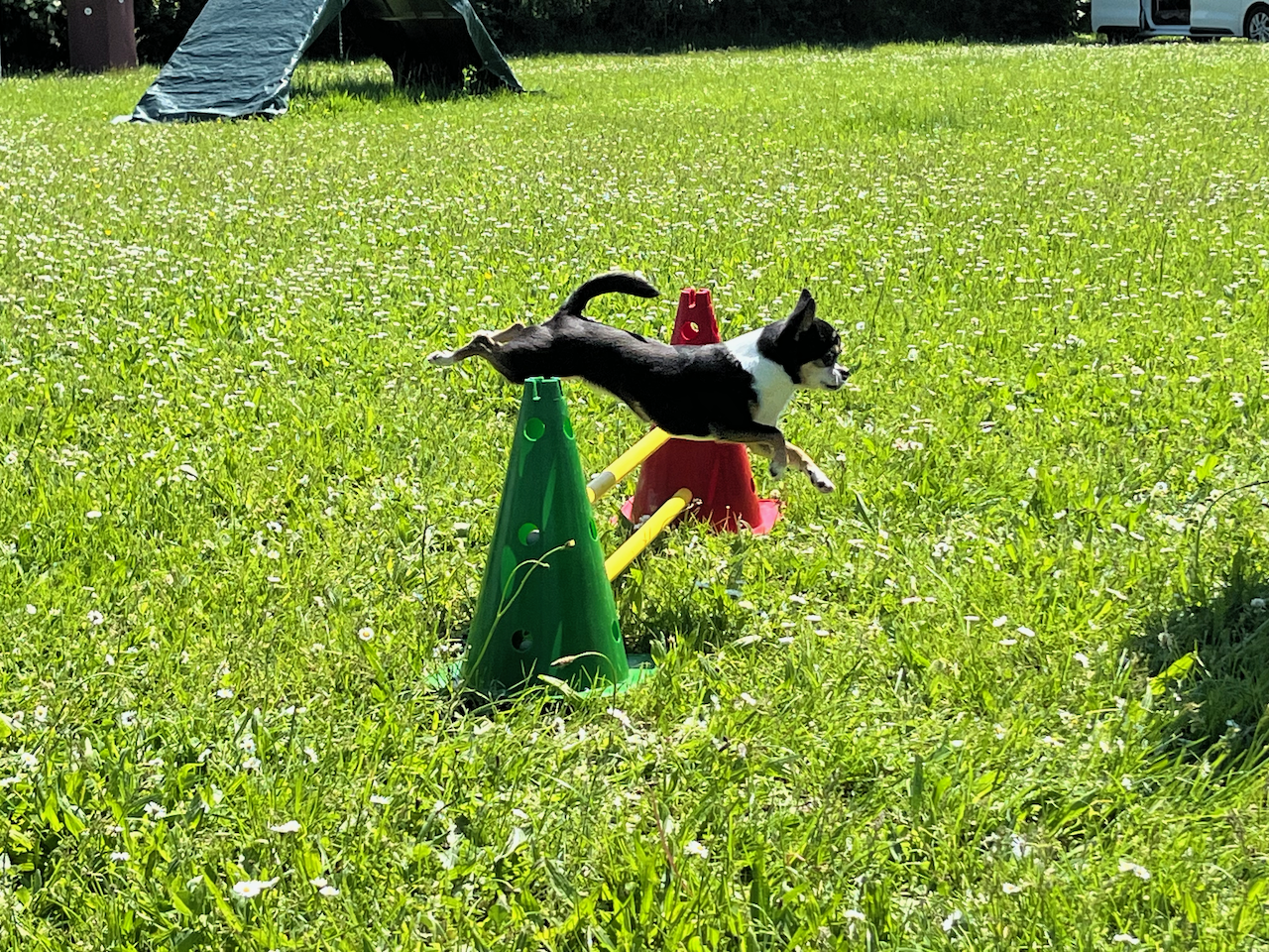 Hund beim Agility im Dressurverein Basel
