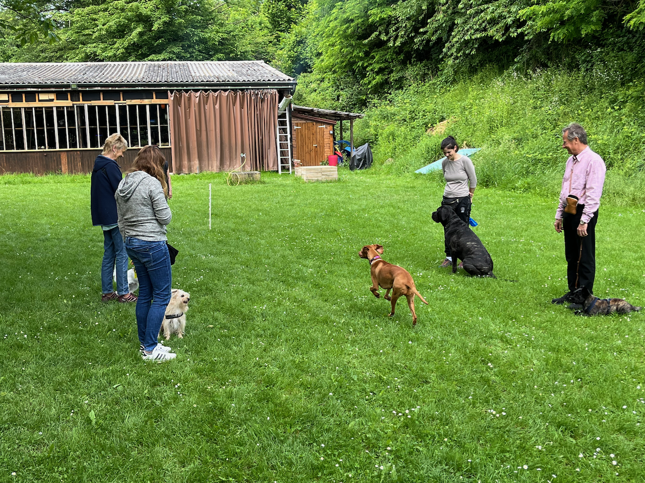 Einblick ins Hundetraining beim Dressurverein Basel 1