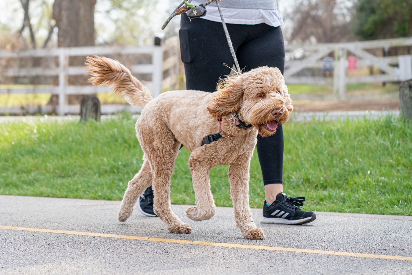Ein brauner Labradoodle geht an der Leine neben seinem Menschen auf einem sonnigen Weg.