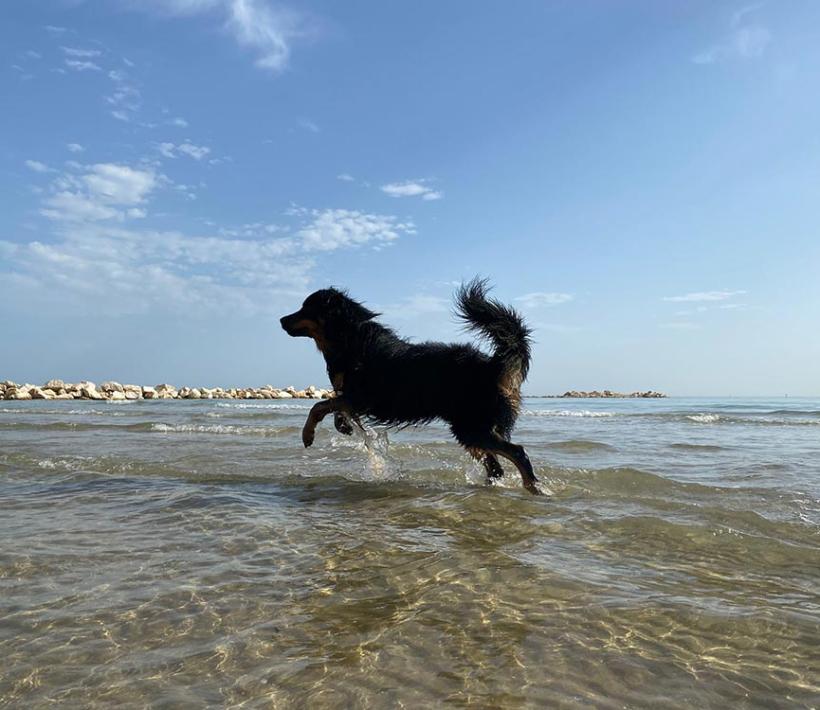 Lake Placid – Urlaub mit Hund