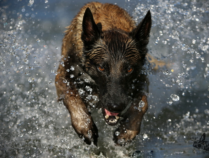 WALKINGDOGS – Betreuung und Spaziergänge