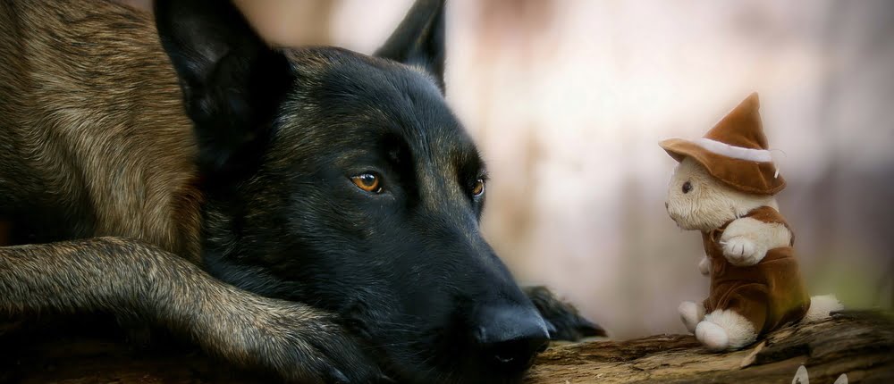 WALKINGDOGS – Hunde unterwegs