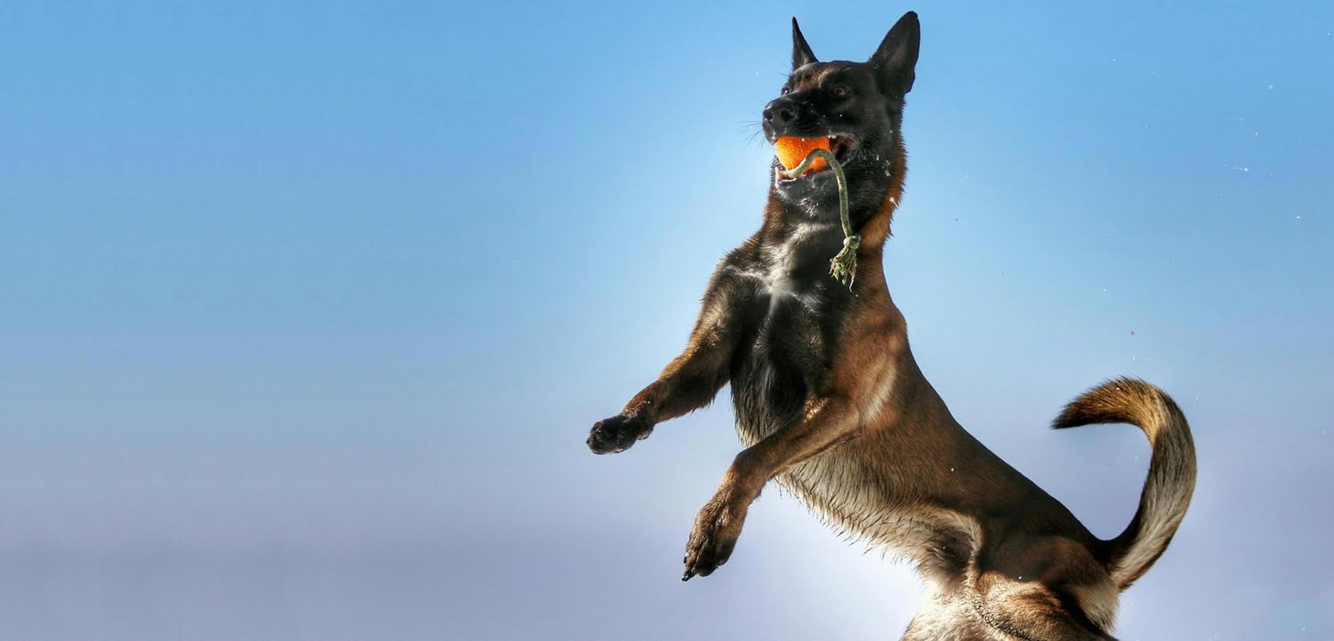 WALKINGDOGS – Hundebetreuung