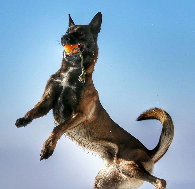 WALKINGDOGS – Spazierservice